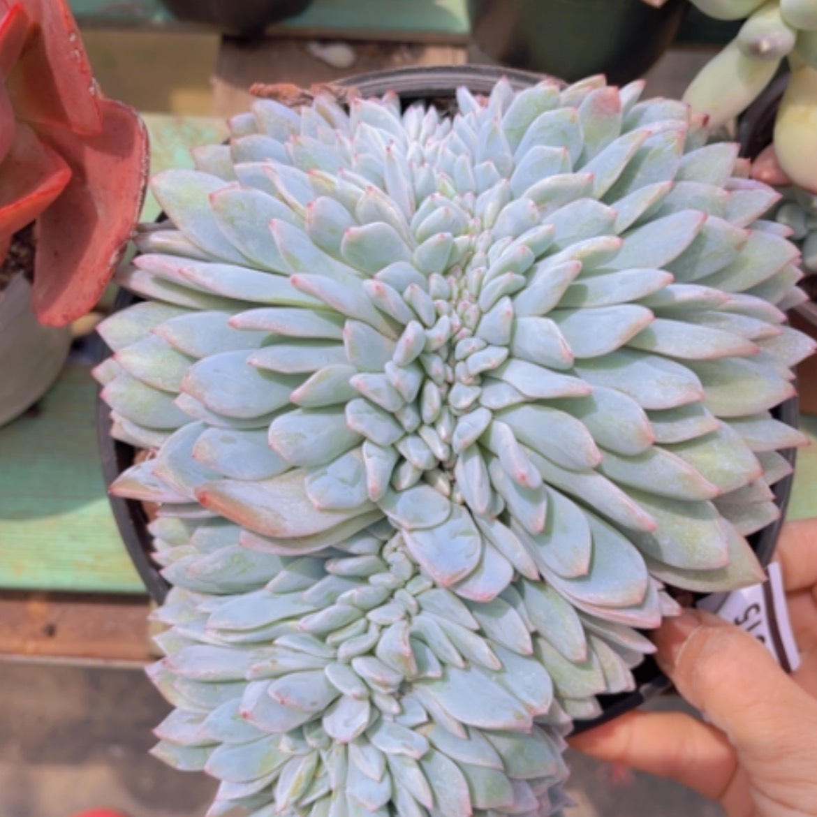 【闪购商品】橙梦露缀2105