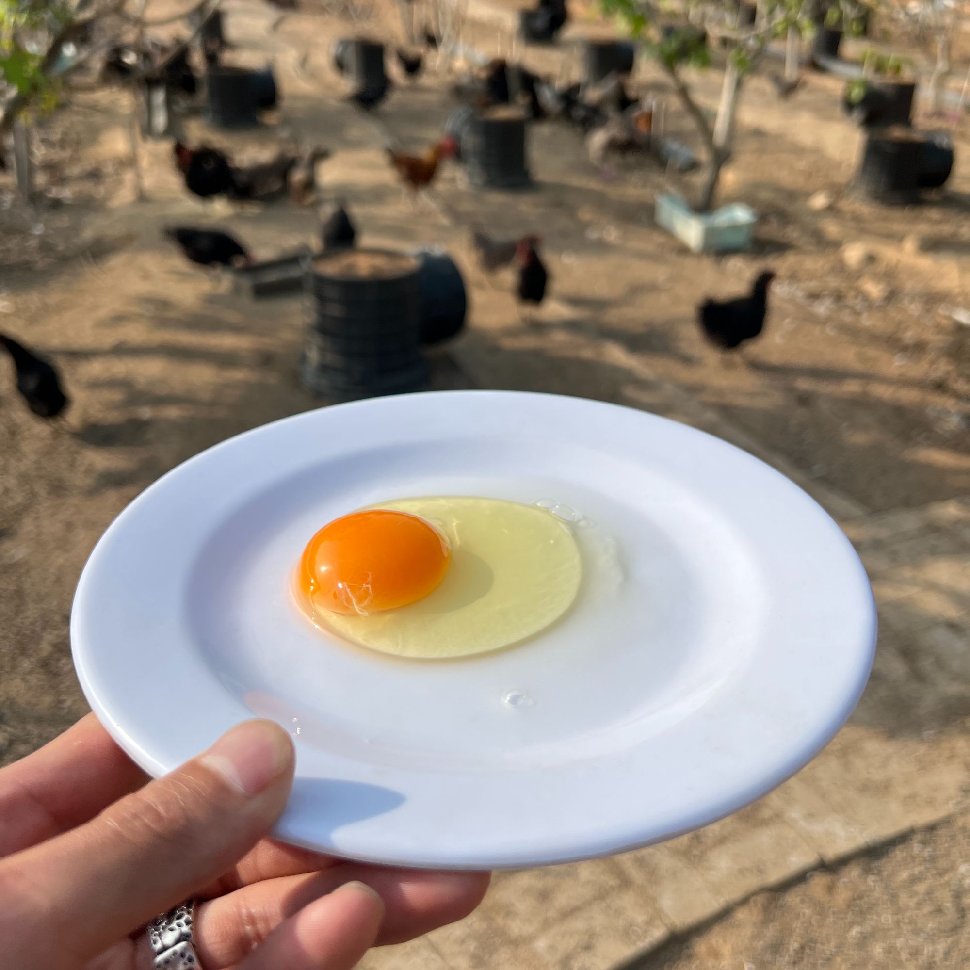 【鸡里呱啦】新鲜散养纯绿壳土鸡蛋30枚 现捡现发 顺丰送上门