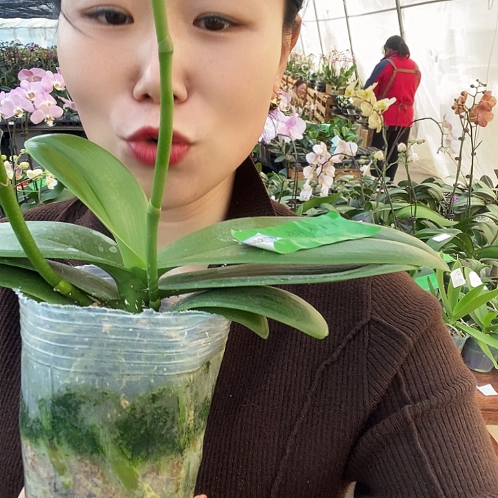 无花朵白天鹅蝴蝶兰