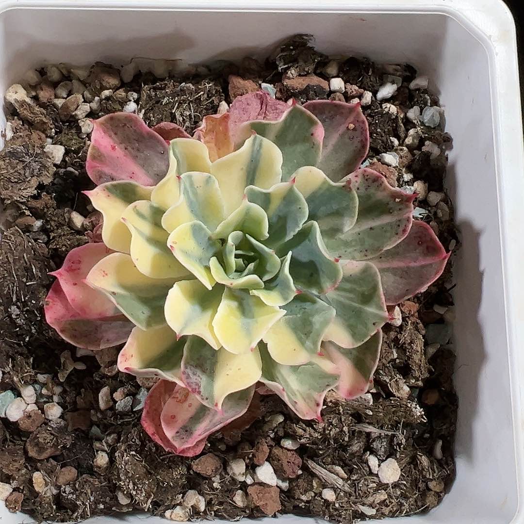 海啸锦，多肉植物