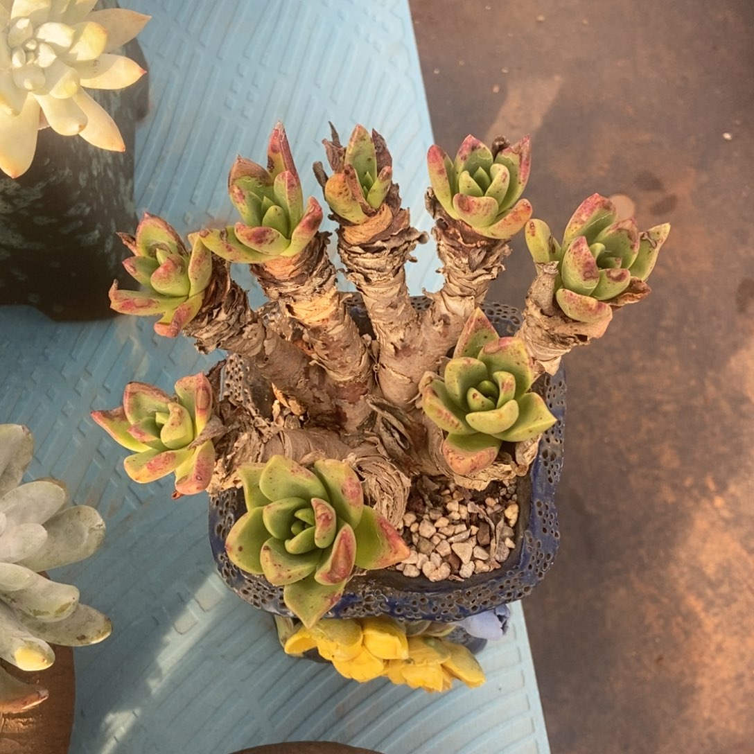 帕么瑞多肉植物啦啦啦