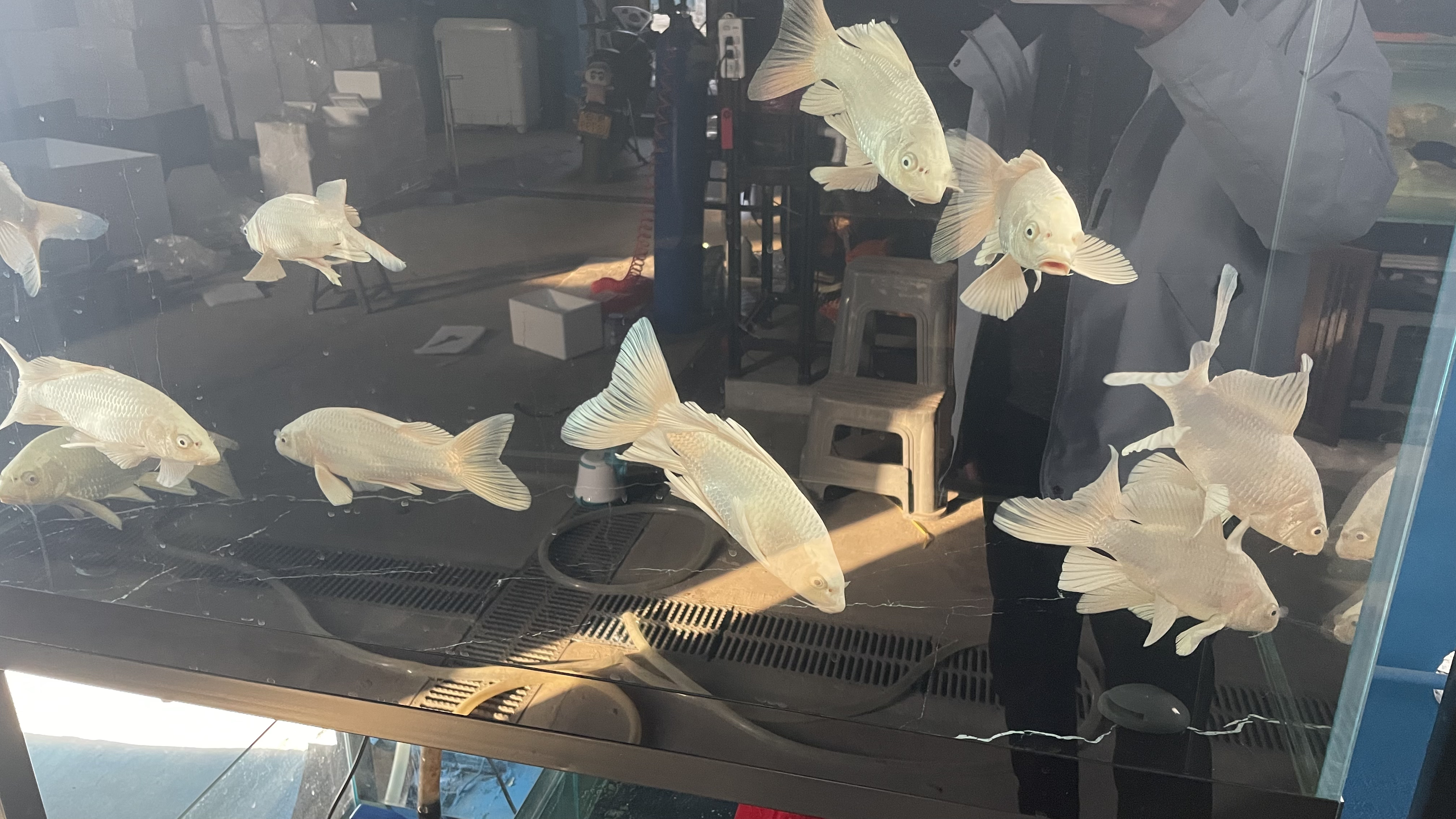 看清楚下单，发顺风。蝴蝶鲤。售出不退不换，发错不要钱，噶了不要钱。