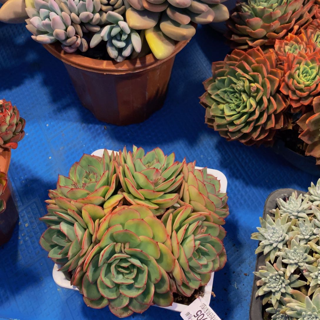 k****j1905牡丹亭多肉