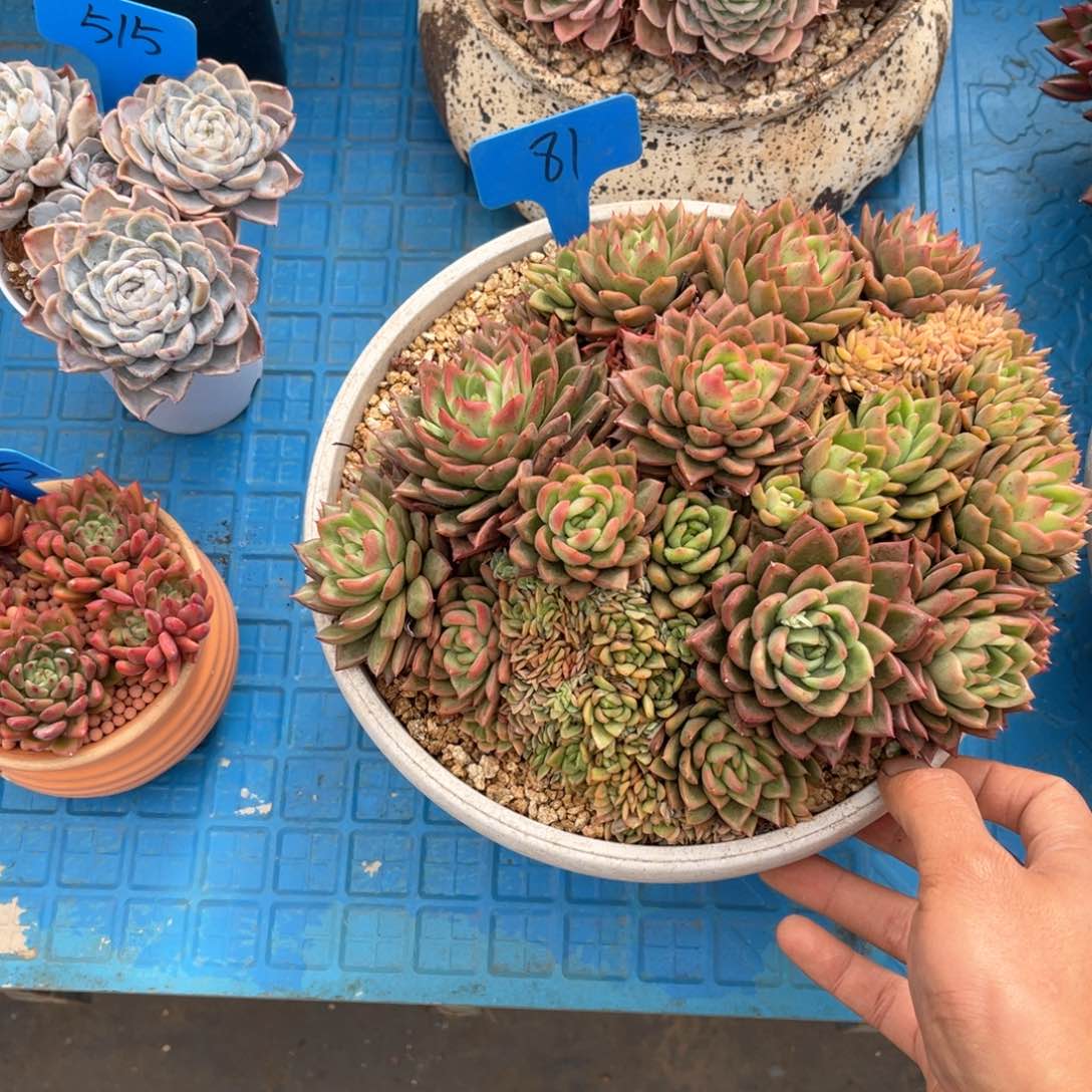 男****）0081粉女巫之缀化多肉