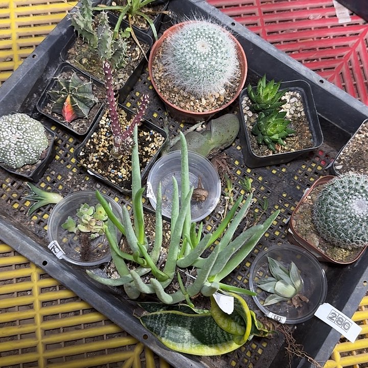 280一整盘脱土发货