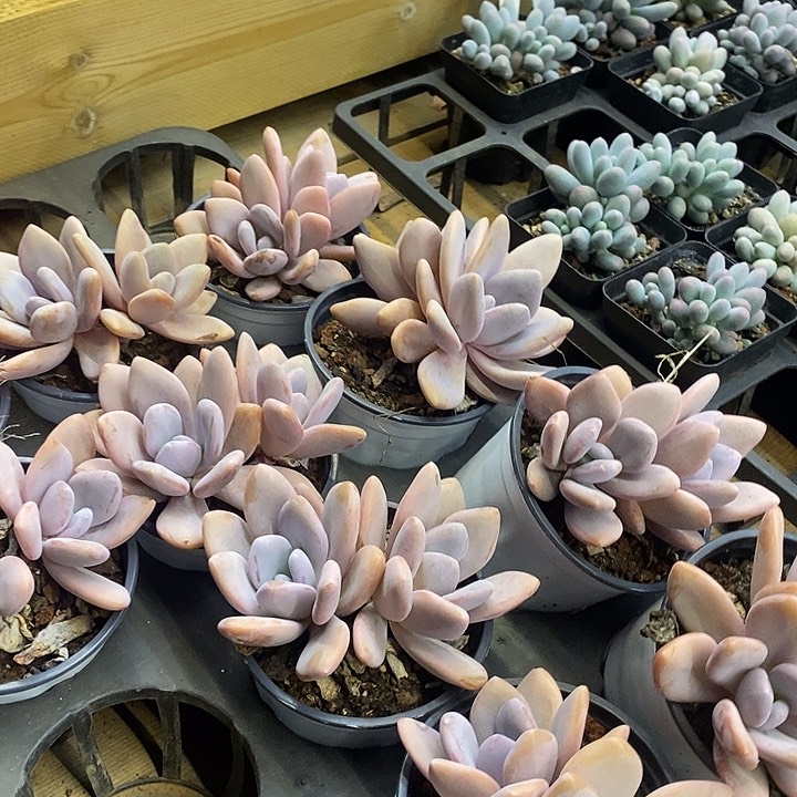 多头粉兔福利多多去拍