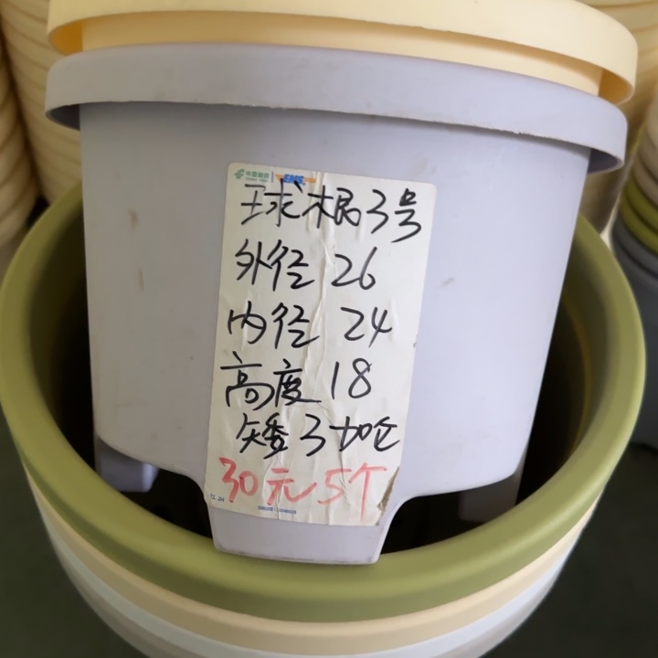 球根3#口径26无托灰白6个