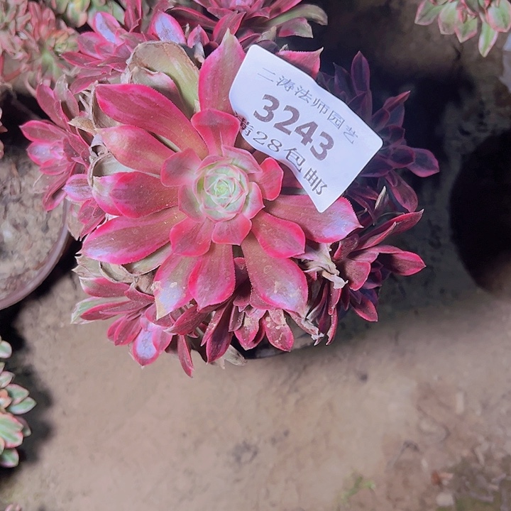 3243浣纱多肉植物2号