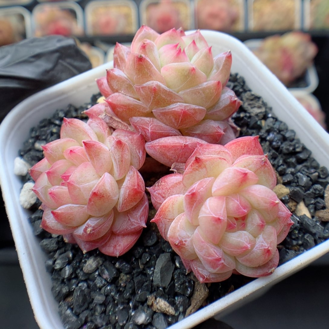 多肉植物。寒江雪66