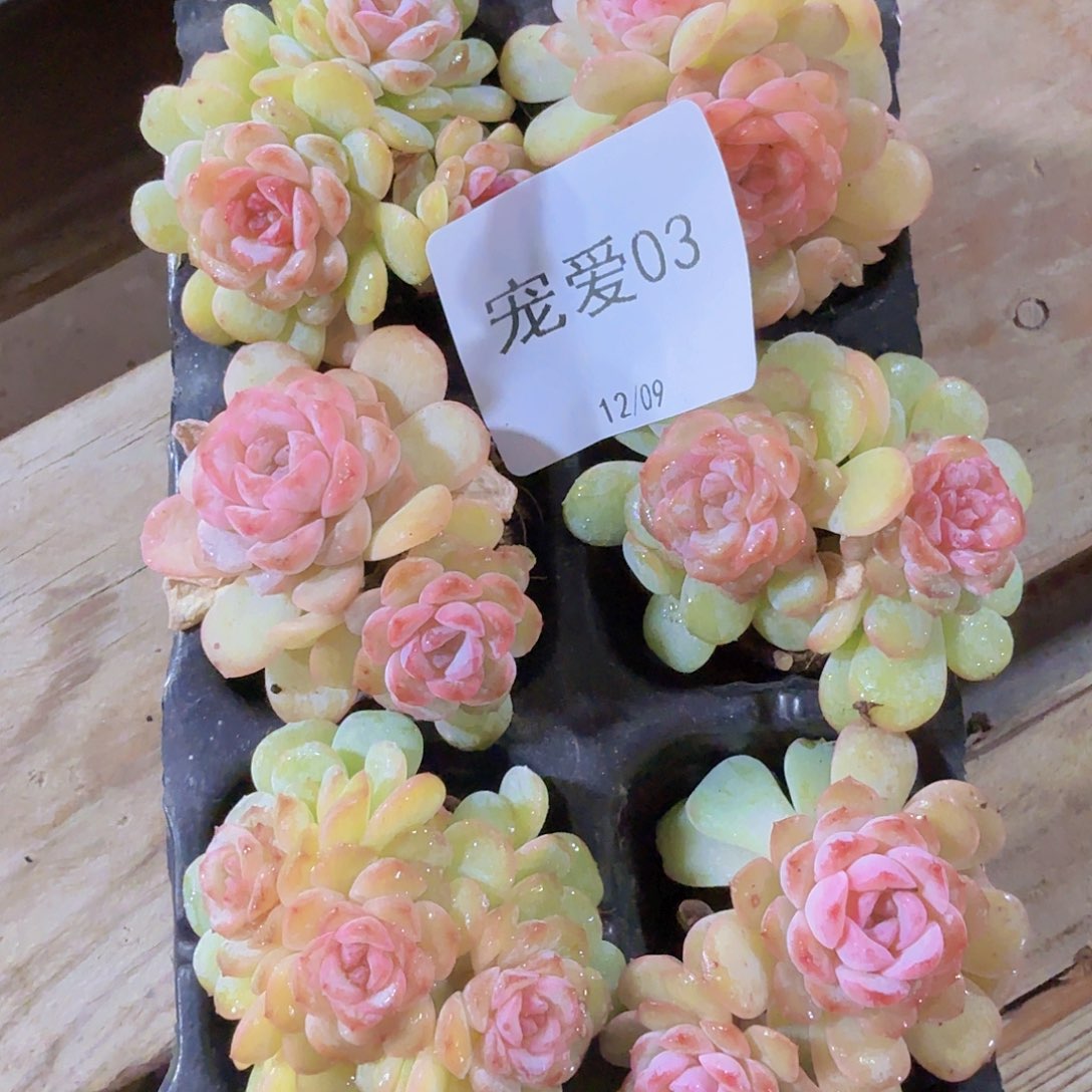 直播福利一物一拍03