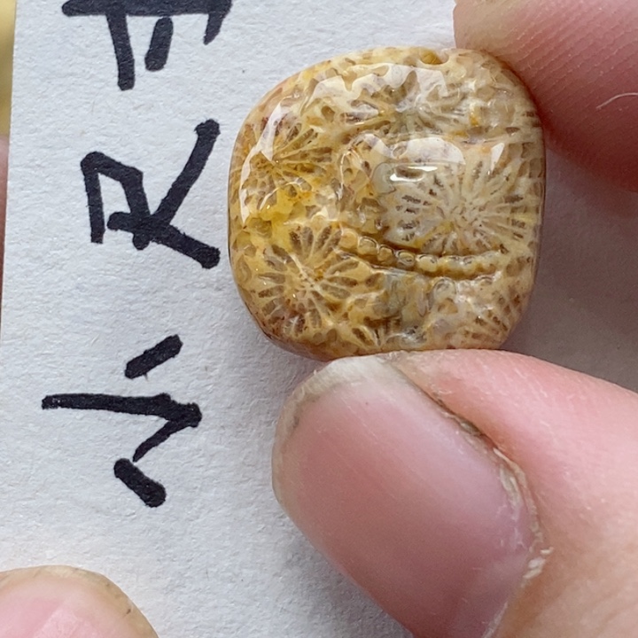颈饰未镶嵌硅化珊瑚（珊瑚玉）