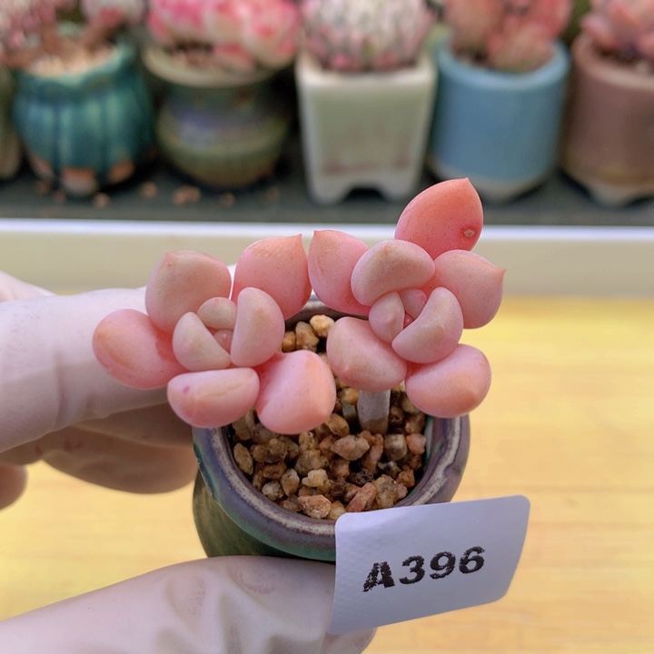 一物一拍满38包邮A396