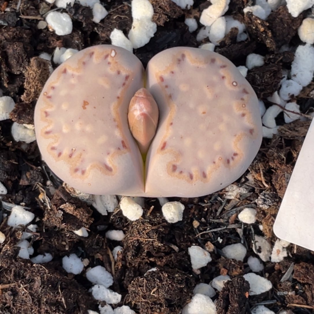 非偏远满20包邮138