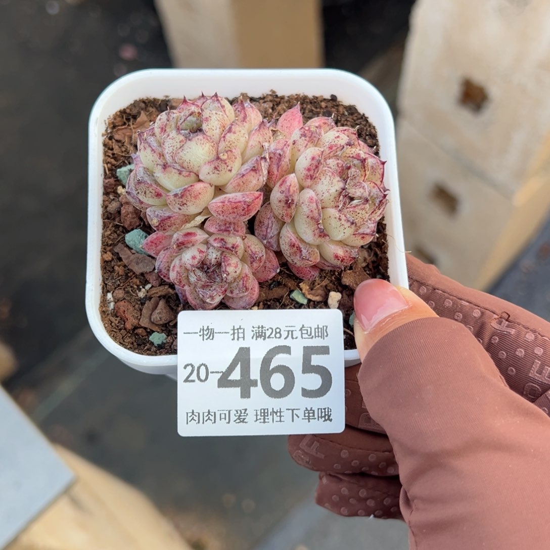 赤水晶多肉多肉多肉多肉