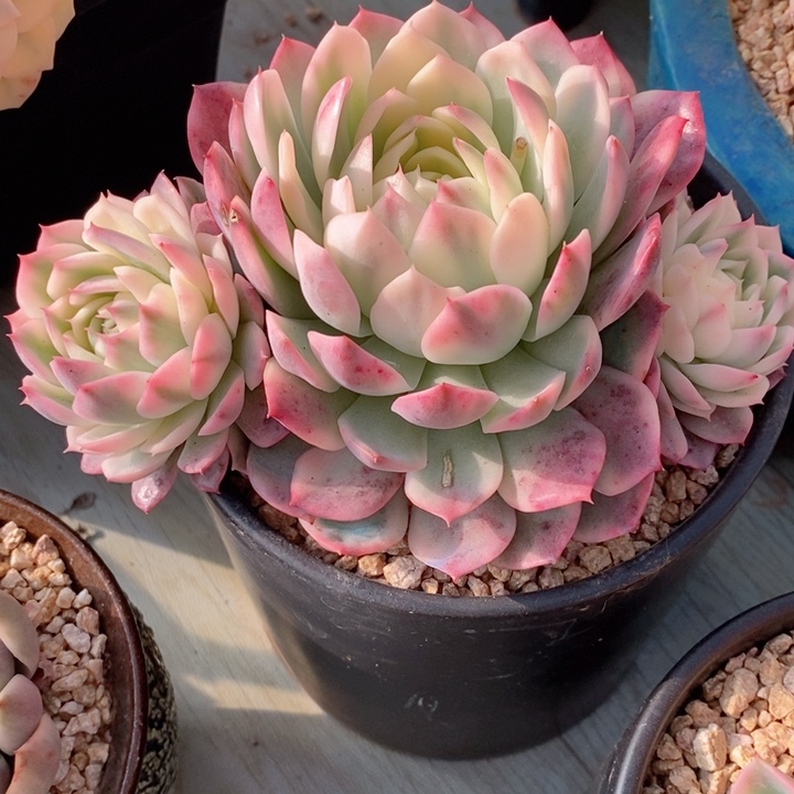 粉水晶锦多肉锦景天