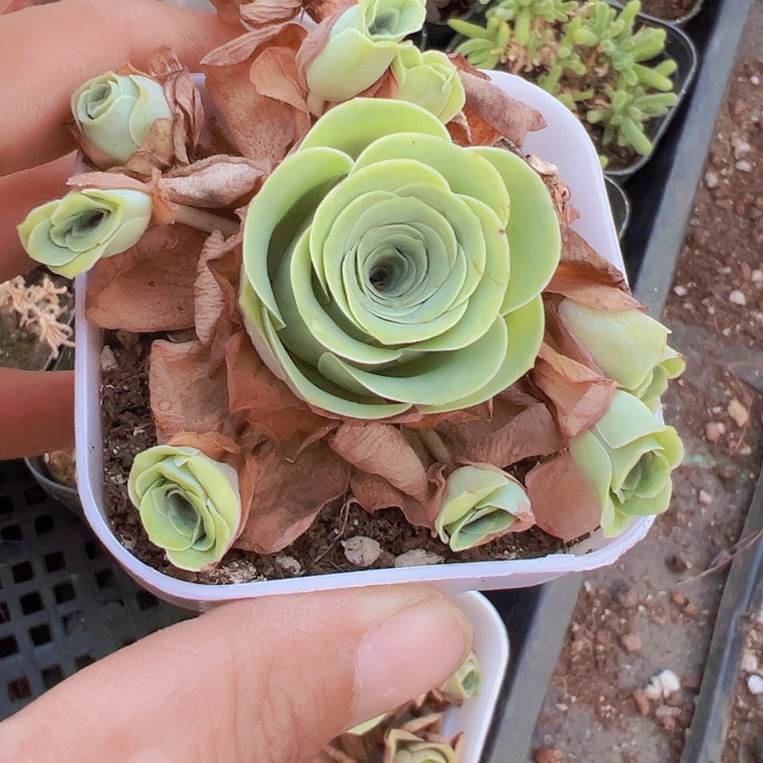 白方玫瑰群19包邮多肉
