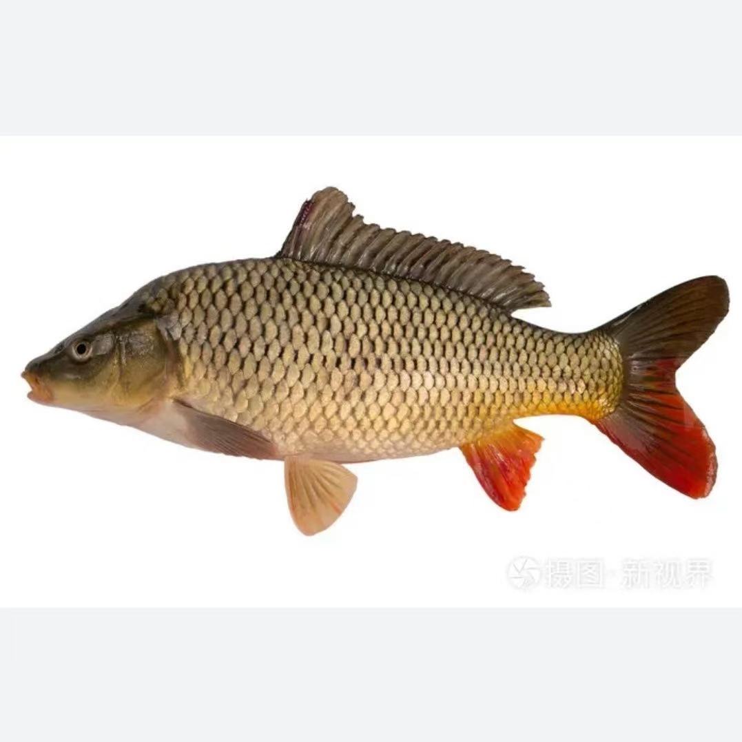 东北冷水野生鲤鱼