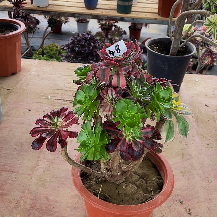 焕**心架接法师一个48号