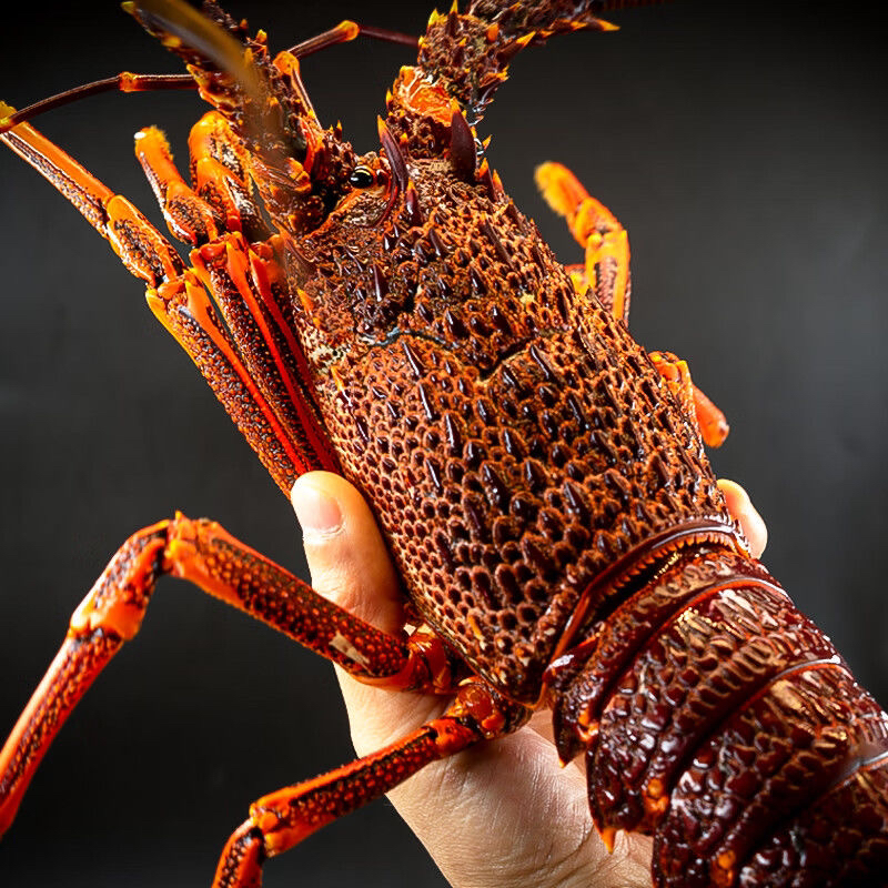新鲜速冻野生大龙虾肉质鲜美顺丰包邮