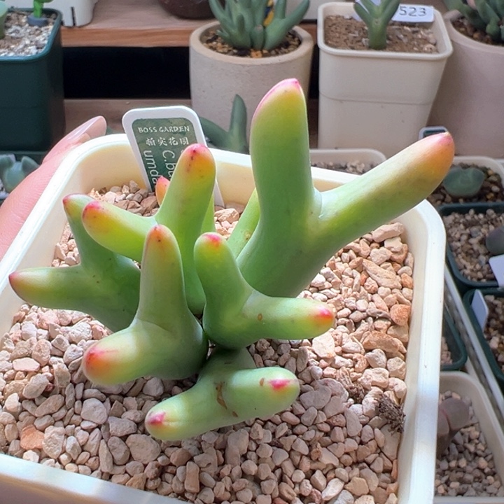 w594。优选ssg0136皮卡丘5年 苏克曼种源母本实生稀有香蕉绿黄体 