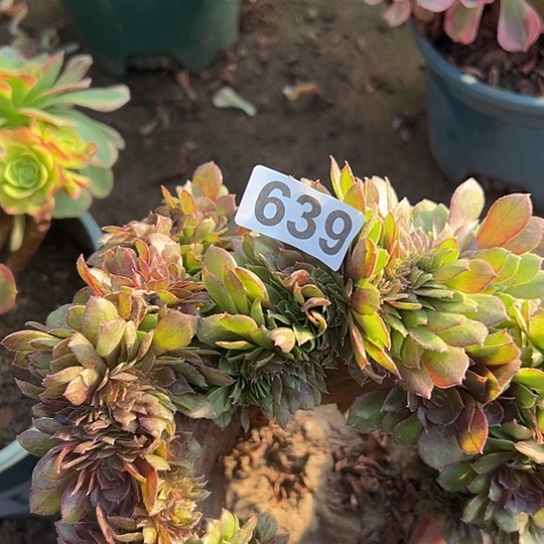 越***好多肉植物一个万639