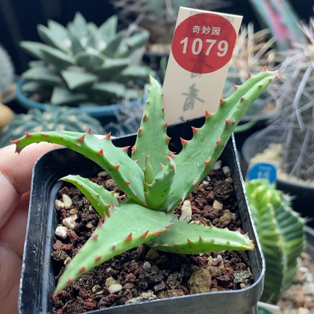 拉萨帝芦荟一棵仙人球