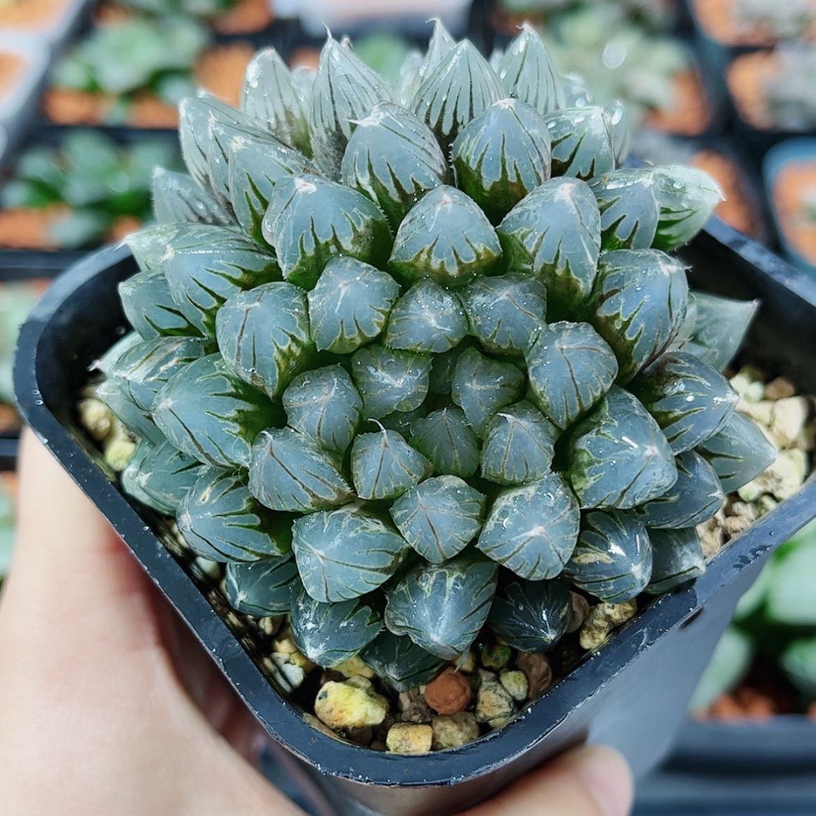 【闪购商品】黑姬玉露