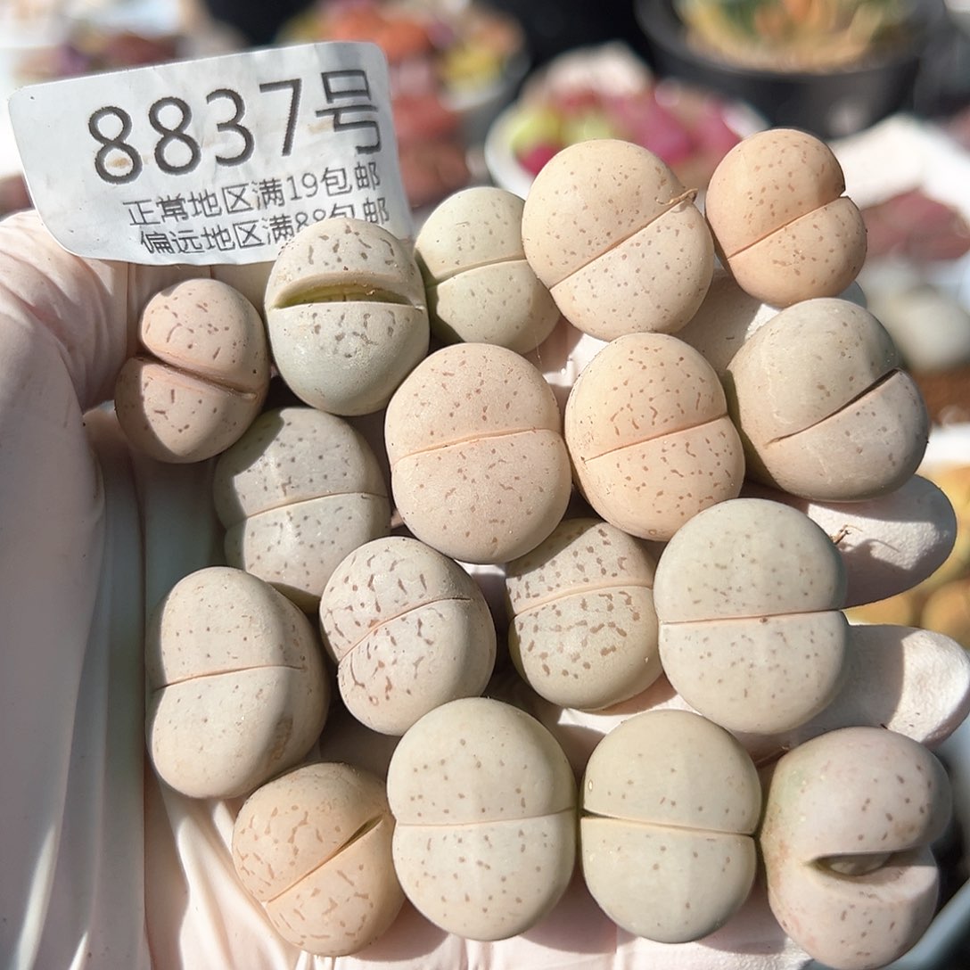 8837大白17颗1.5-2cm下播福利