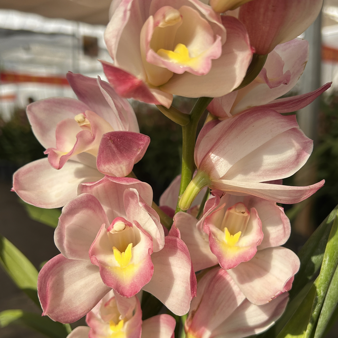 六朝金粉大花蕙兰年宵花盆栽3花剑室内阳台客厅好养带花苞兰花