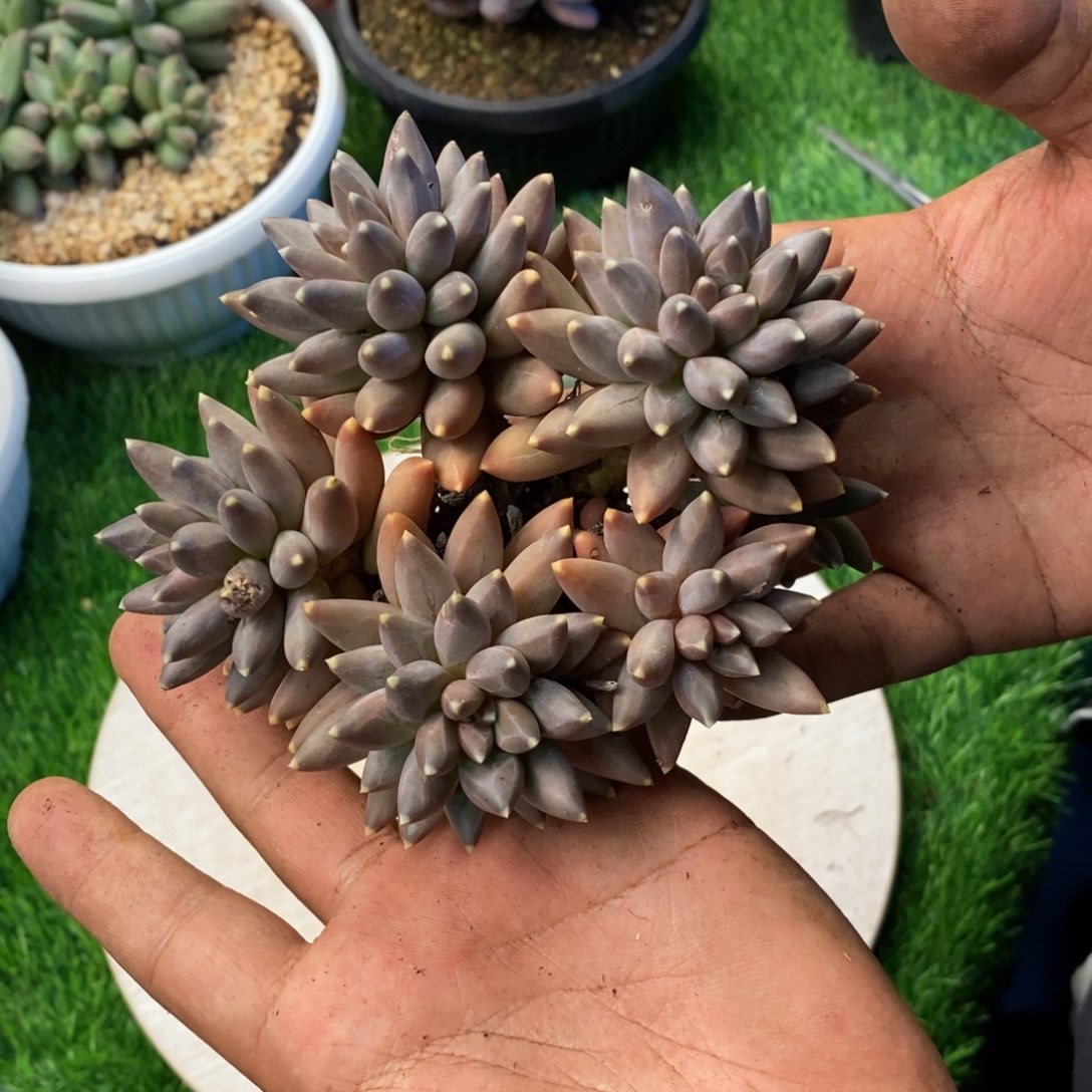 变异松果多肉植物