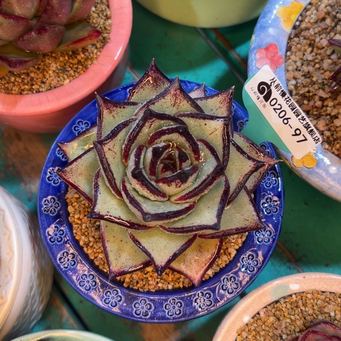 多肉一物一拍.0206-97