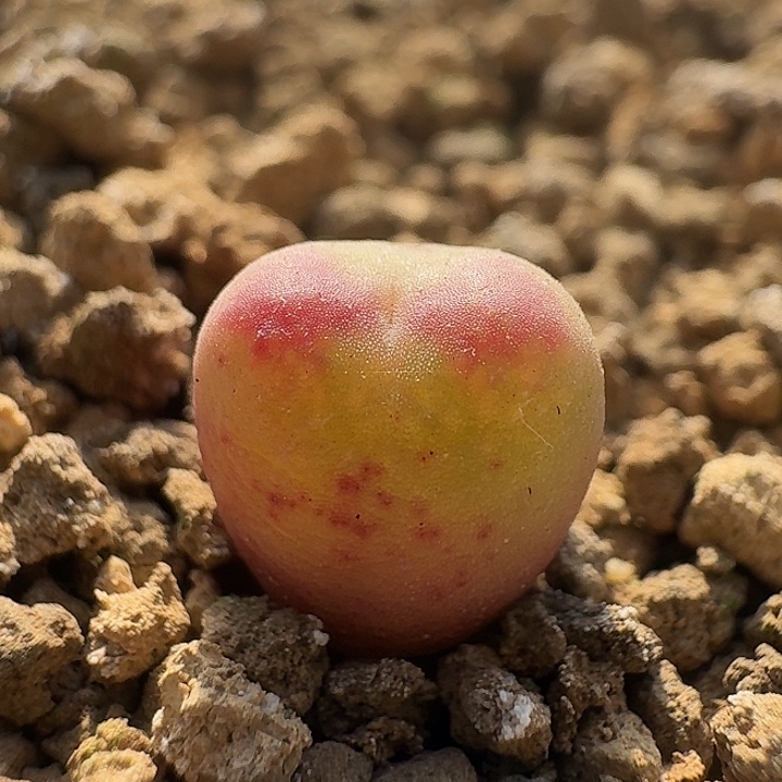 129 拉登杂交肉锥。