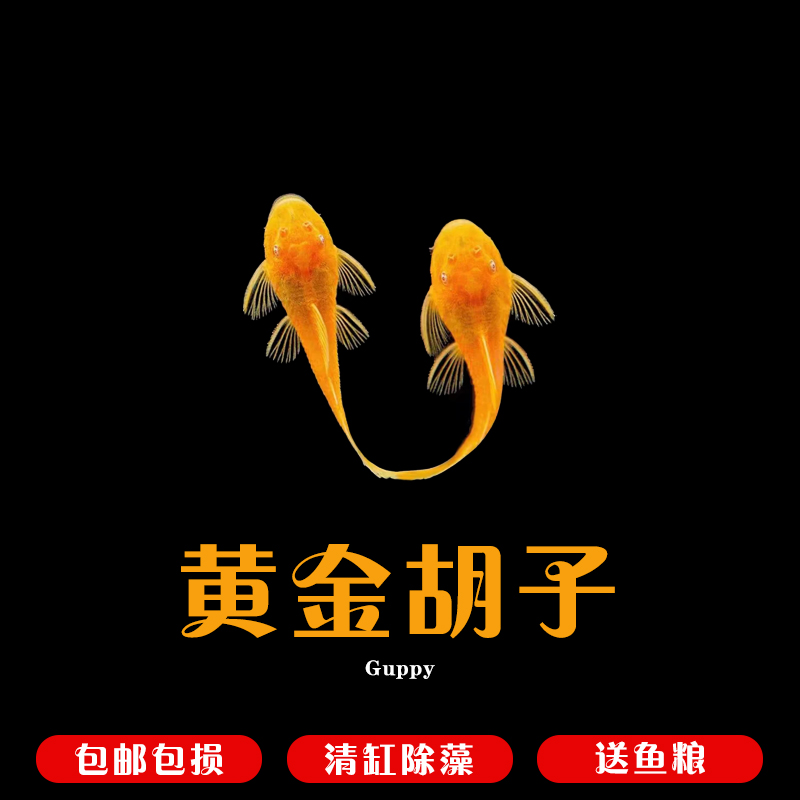 黄金胡子鱼黄金大帆工具鱼清藻鱼清缸鱼吃残食