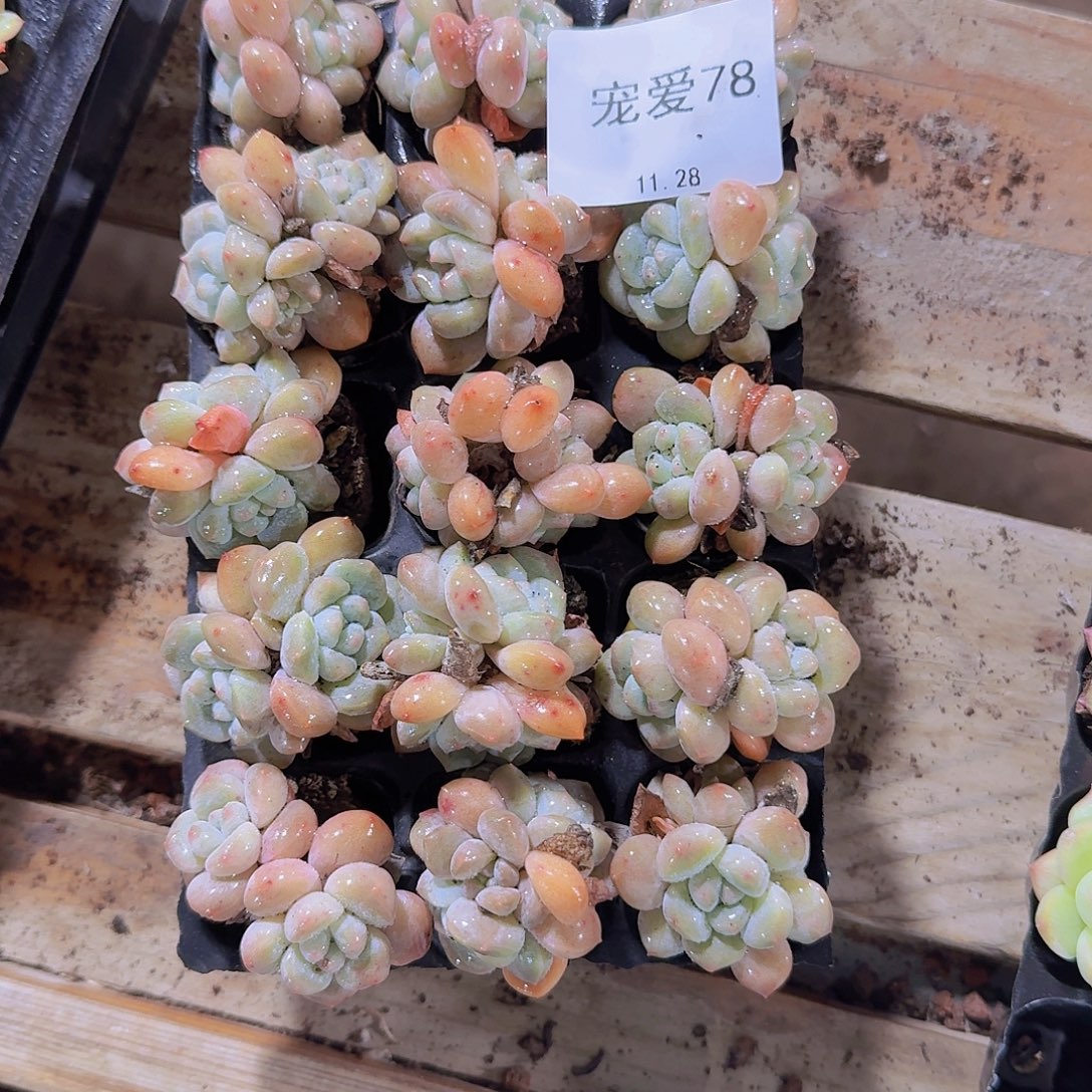 直播福利一物一拍78