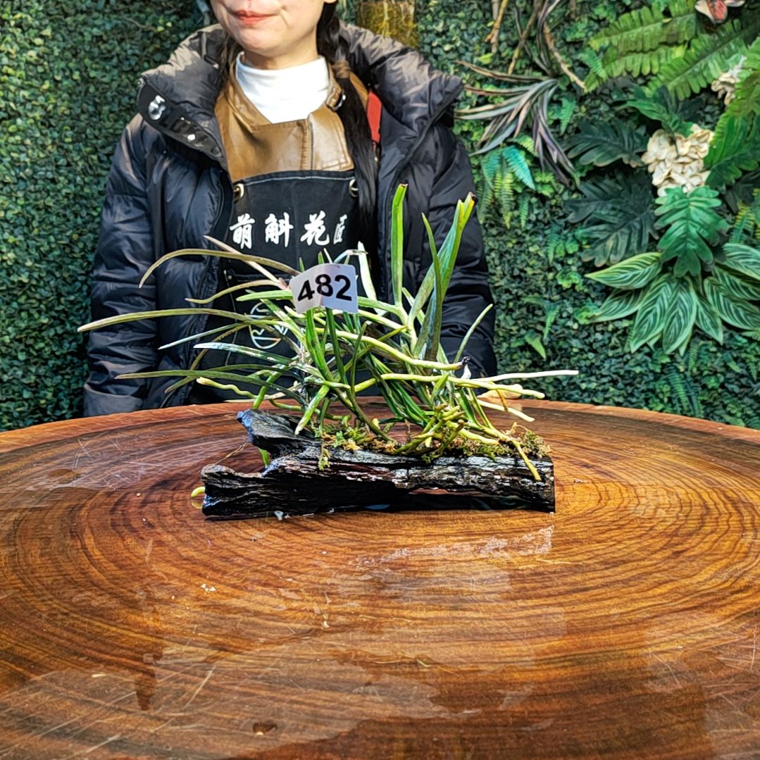 【闪购商品】482越南风兰花花