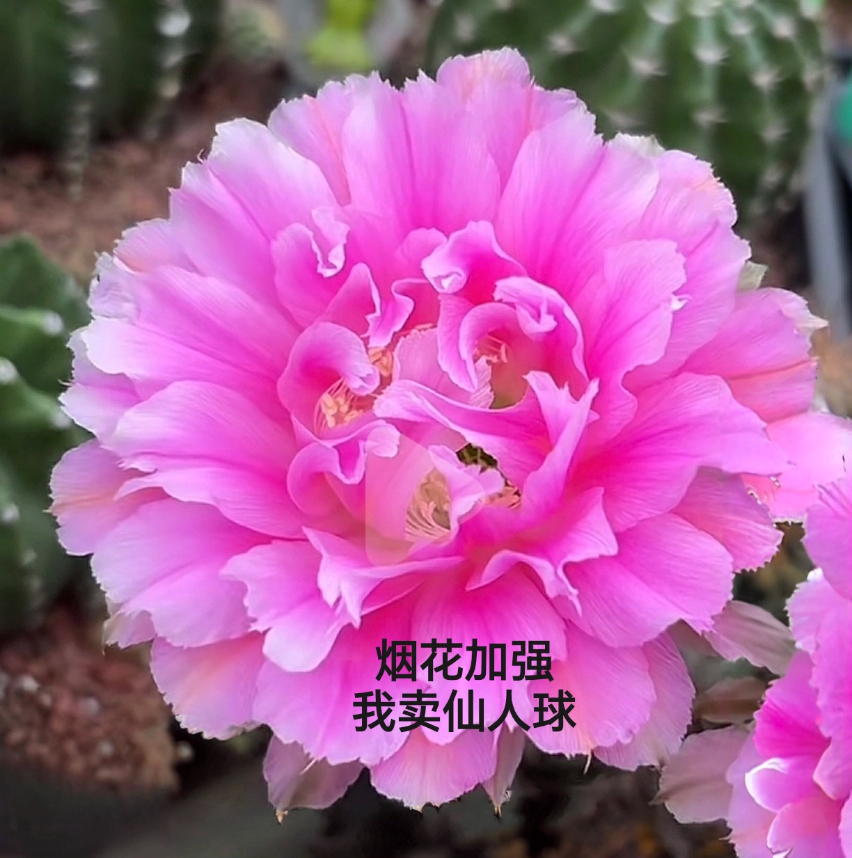 彩草cc238烟花加强侧芽歪  满28包邮非偏远