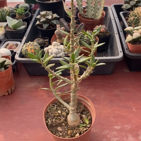 瓶干麒麟2仙人球