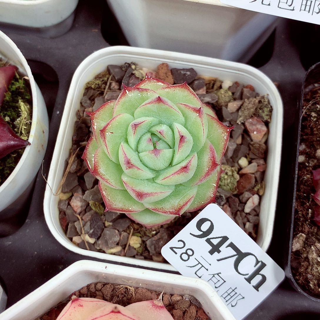 5厘米盆精控多肉947