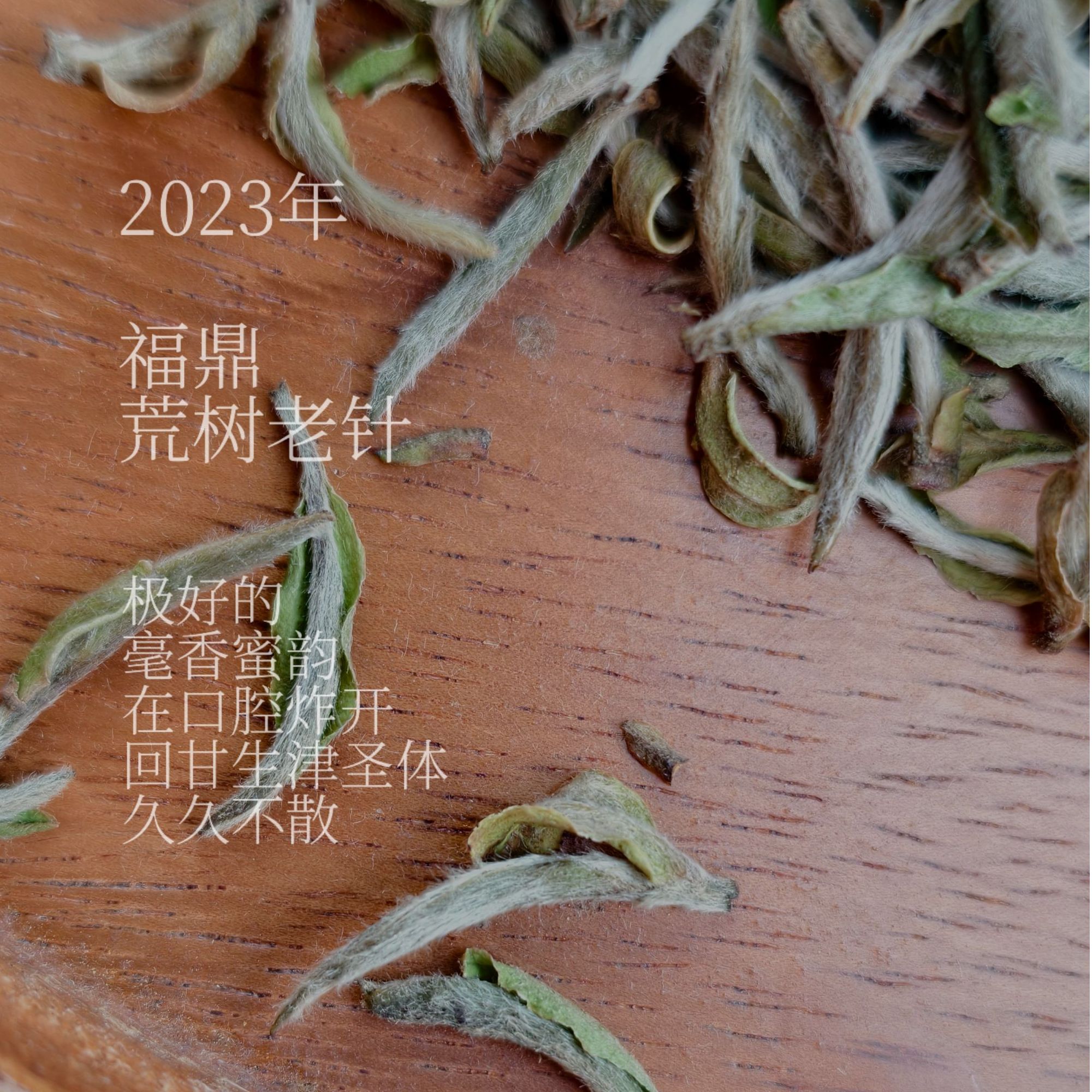 2023年福鼎管阳老白毫银针顶奢享受的毫香蜜韵生津炸裂高货老银针