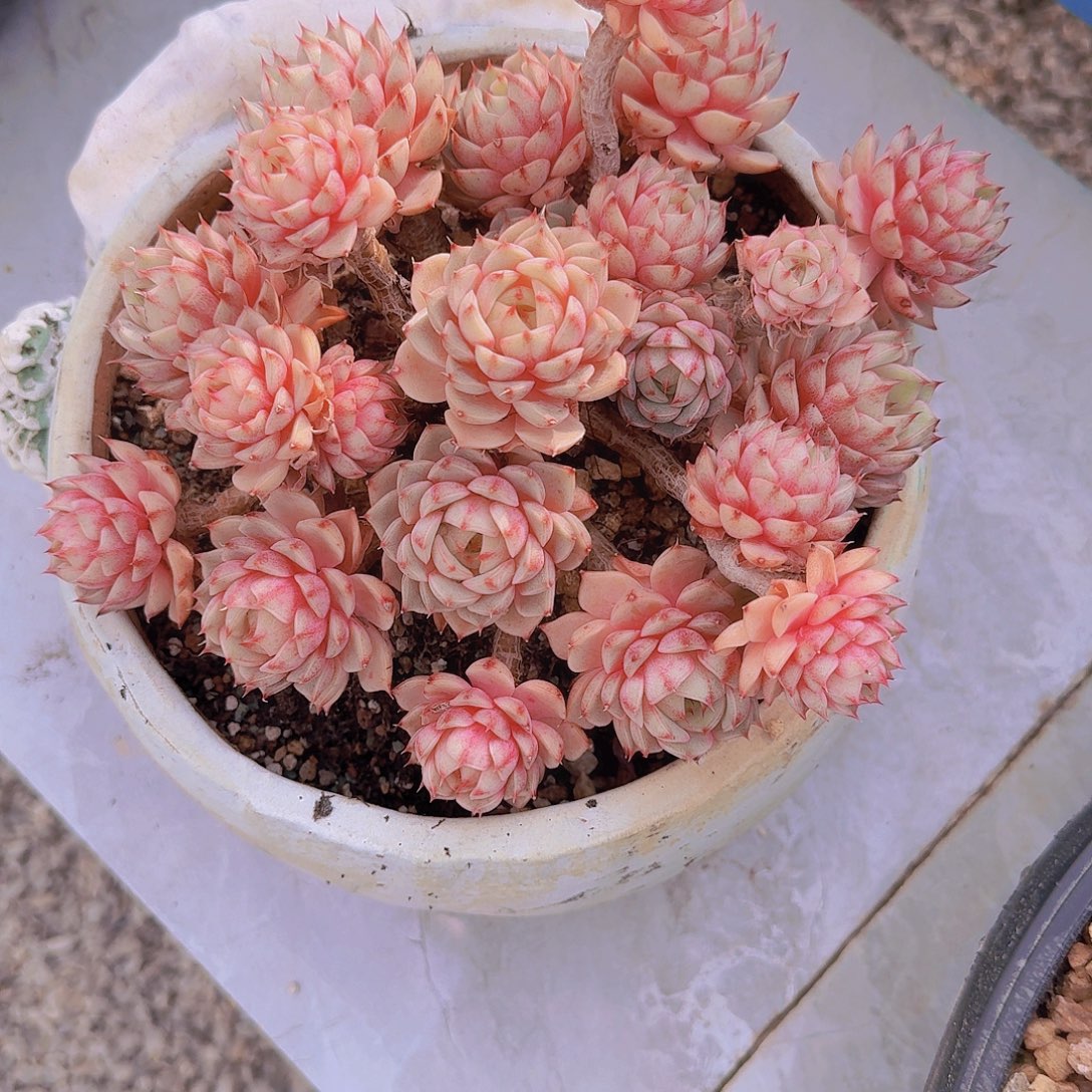 其***样27120本吧多肉植物