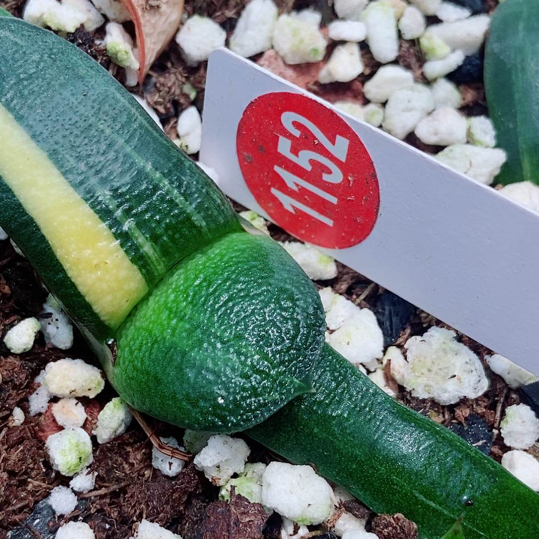 1152军配卧牛实生锦带盆发货