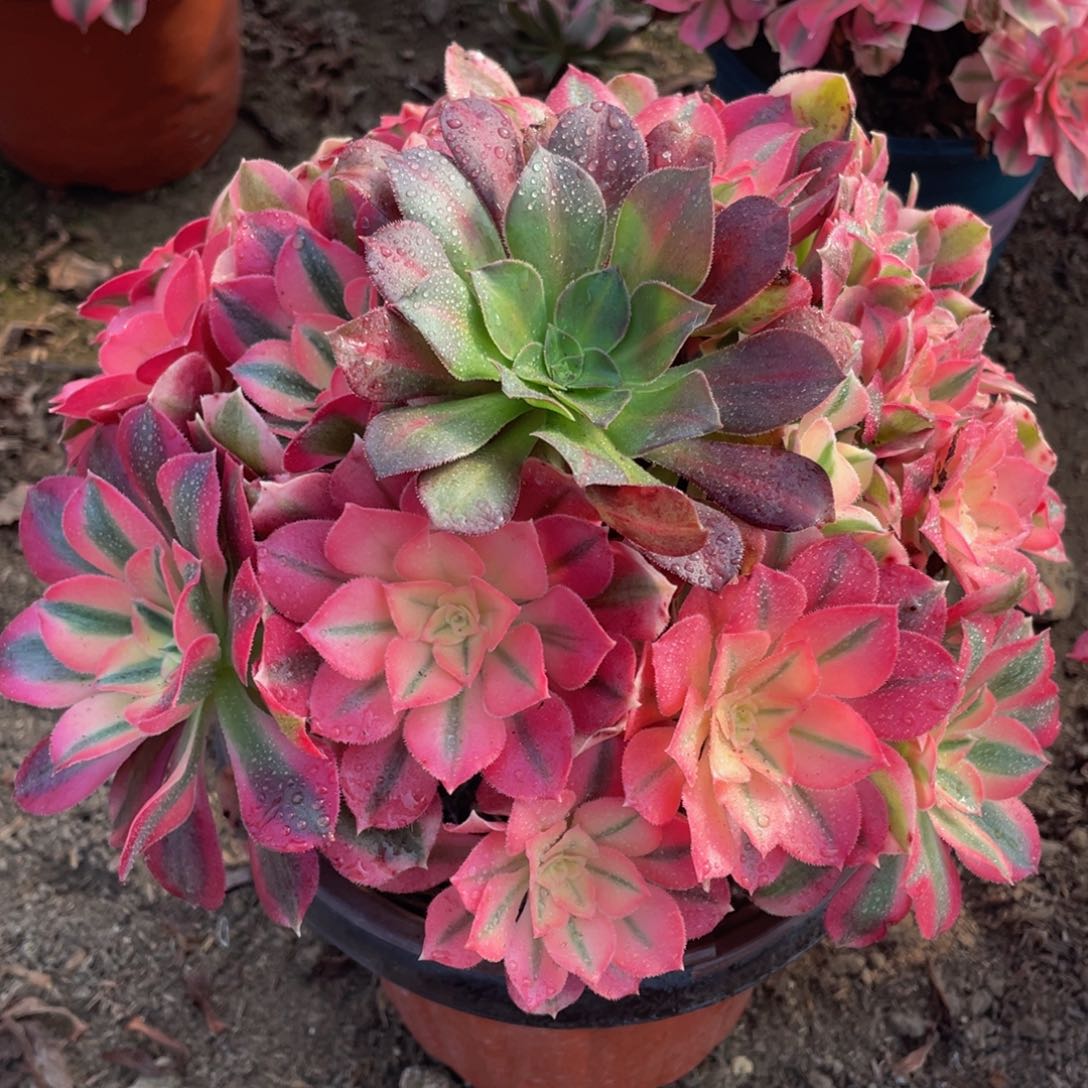 635粉女巫精品法师老桩