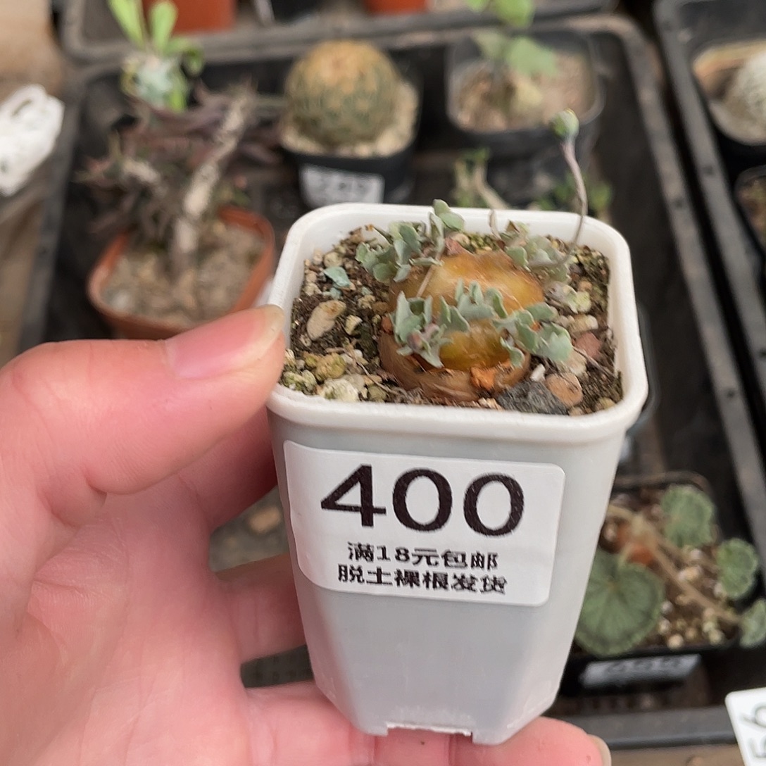 400格加厚盾菊（满18包邮）