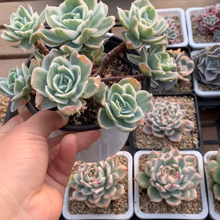 柠檬玫瑰锦多肉植物