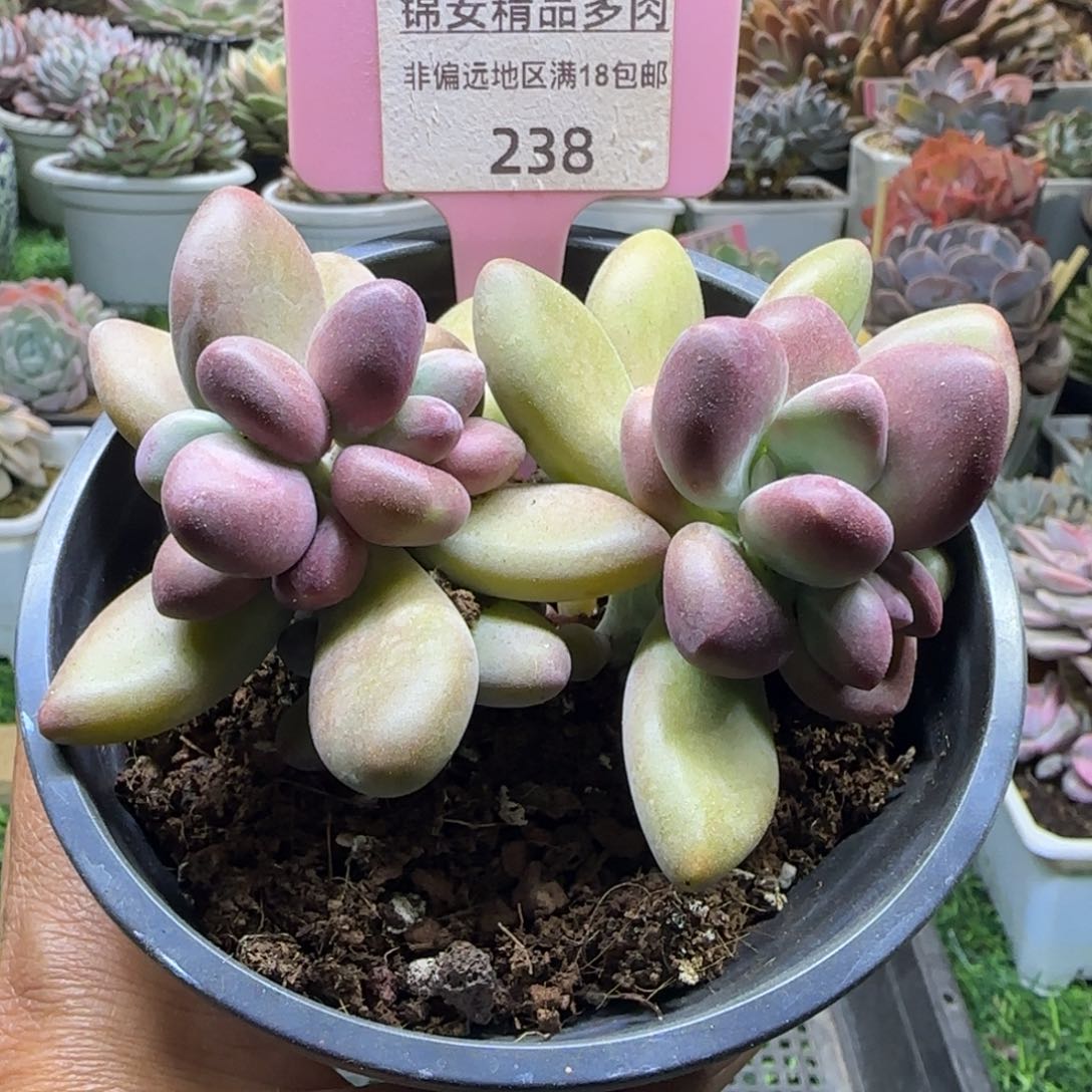 锦安精品多肉植物238