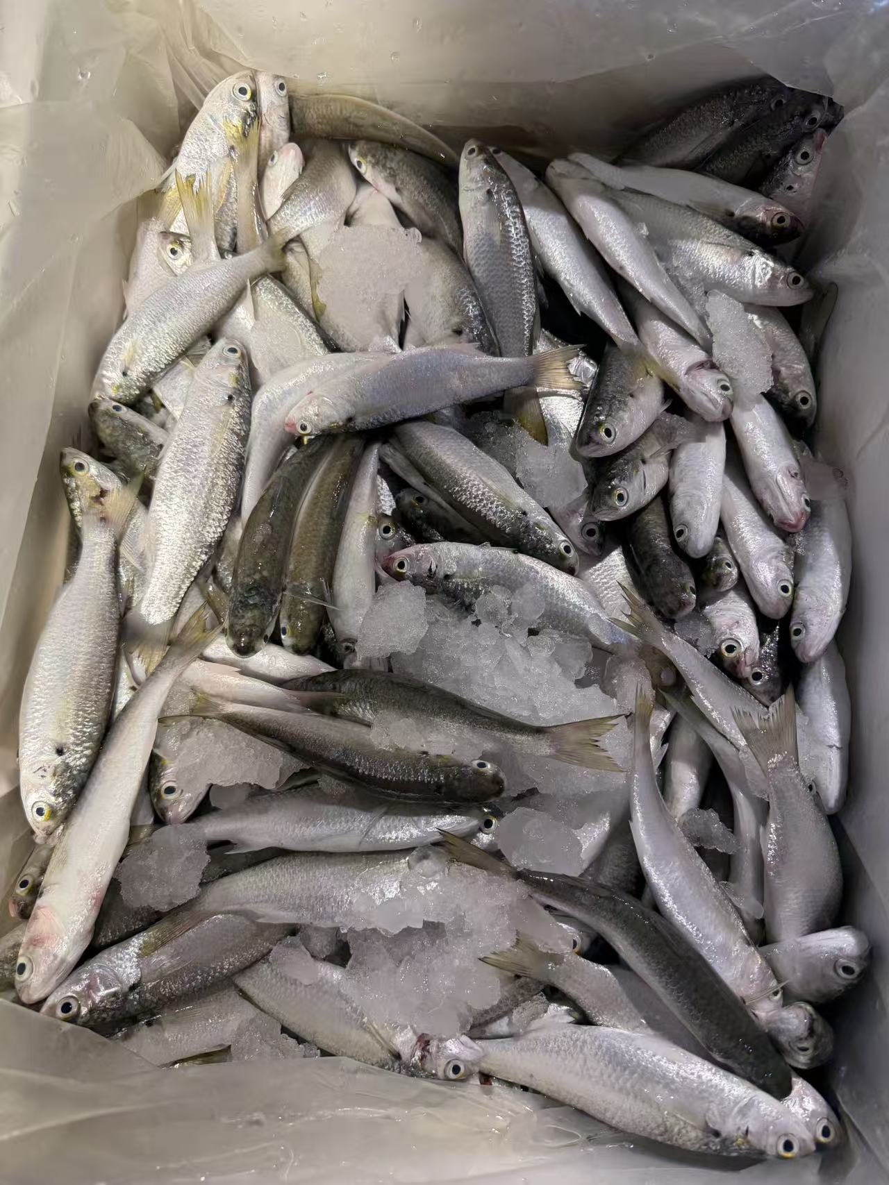 大虫鱼 显鱼（1斤9条左右）原条发