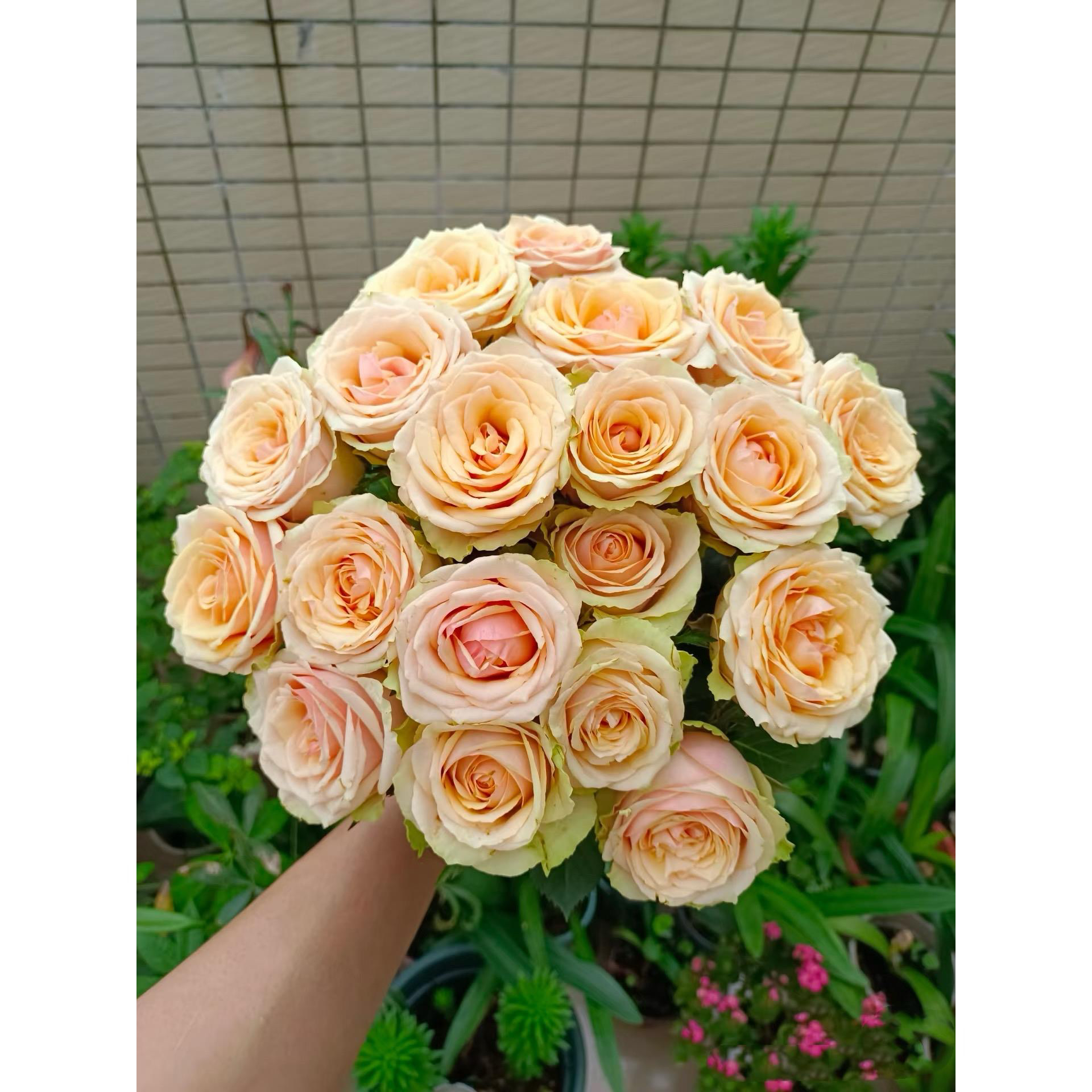 迪威娜 月季花苗四季阳台庭院栽植切花灌木月季