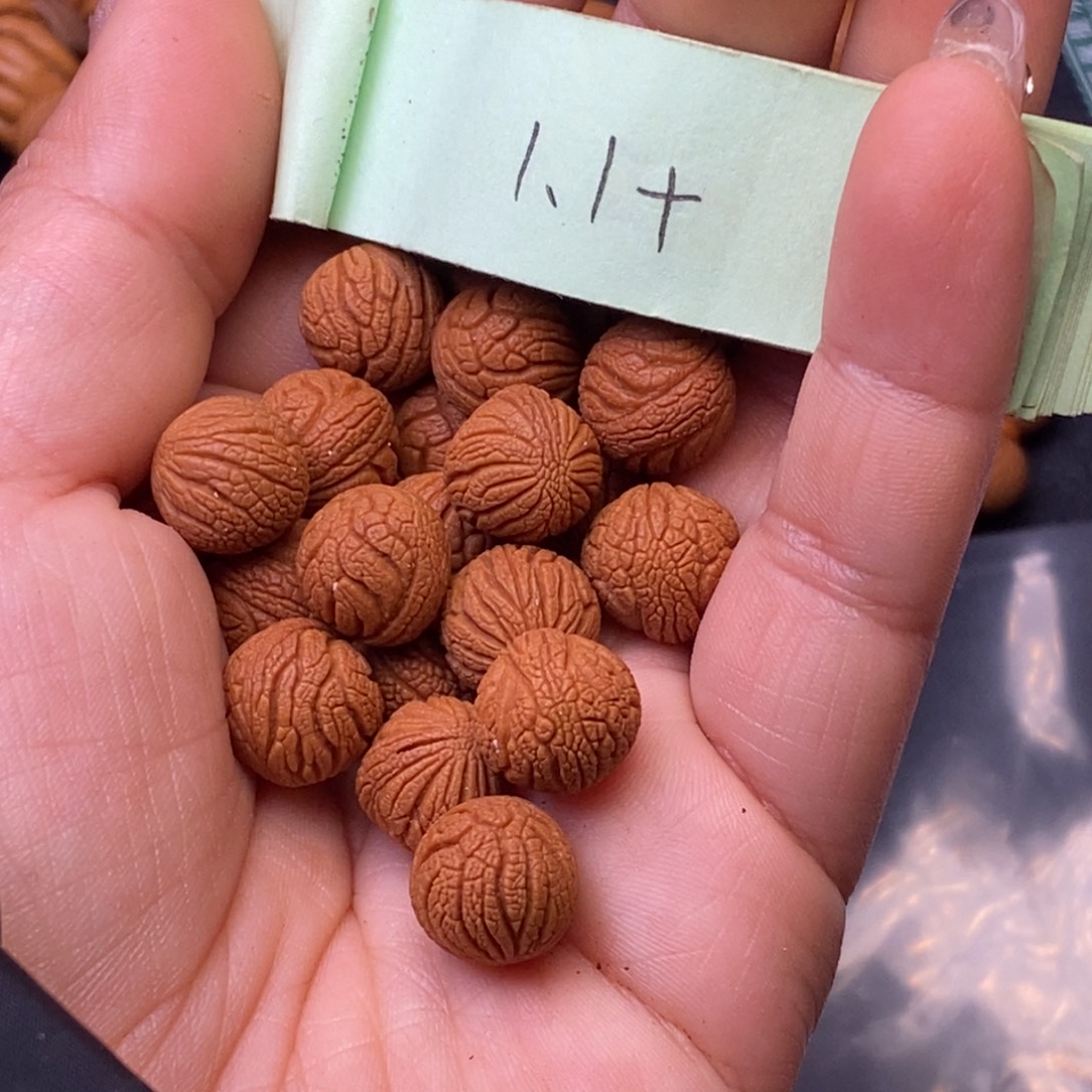 东***尘秦岭龙纹桃核16颗