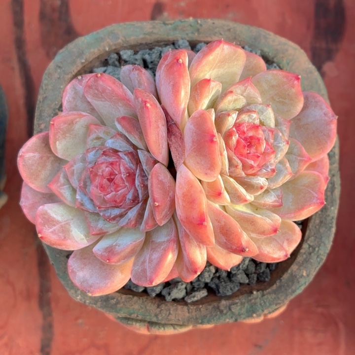 多肉植物 糖心冰魄-4