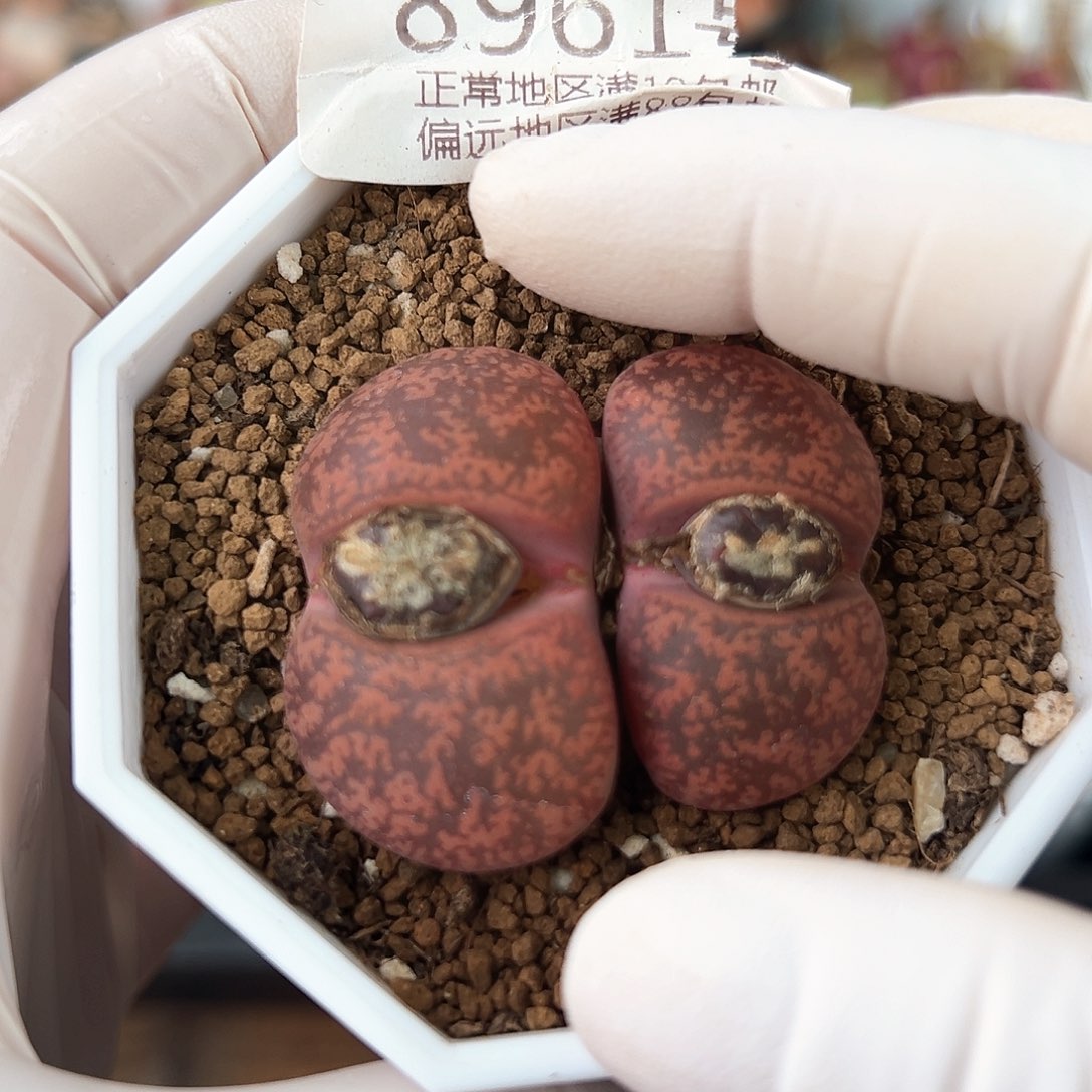 好养易活生石花大母本8961